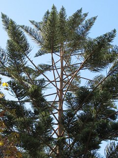 Araukaria wyniosa