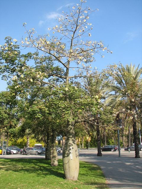 Chorisia speciosa