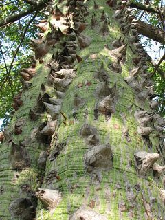 Chorisia speciosa - kora