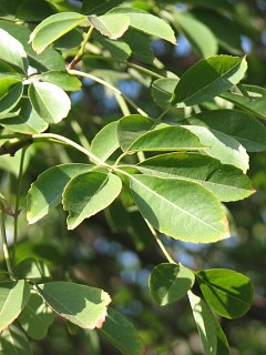 Chorisia speciosa - licie