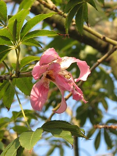 Chorisia speciosa - kwiaty