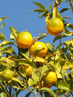 Owoce mandarynki