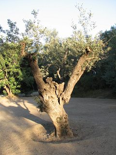 Oliwka europejska