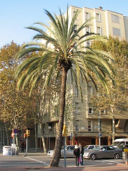 Palma daktylowa