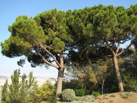 Sosna pinia