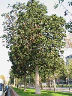 Sterculia diversifolia