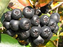 Aronia czarnoowocowa - owoce
