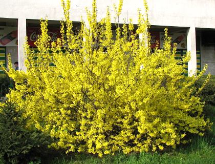 Forsycja porednia