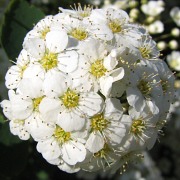 Tawua van Houtte'a - kwiaty