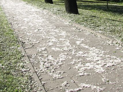 Zalegajce owocostany topoli kanadyjskiej