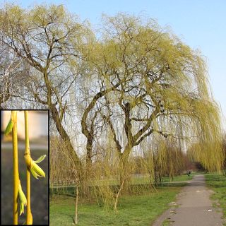 Wierzba paczca
