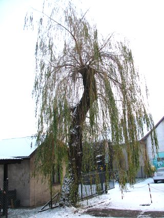 Jesienne licie wierzby paczcej