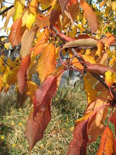 Winia ptasia - pokrj