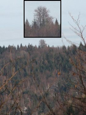 Buk zwyczajny