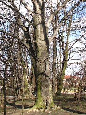 Pokrj buka zwyczajnego