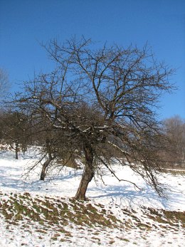 Pokrj jaboni domowej