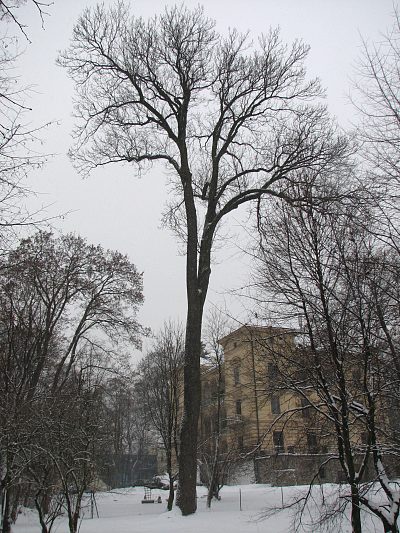 Pokrj jesiona wyniosego