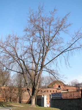 Pokrj klona srebrzystego