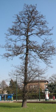 Pokrj olszy czarnej