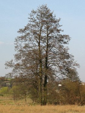 Pokrj olszy czarnej
