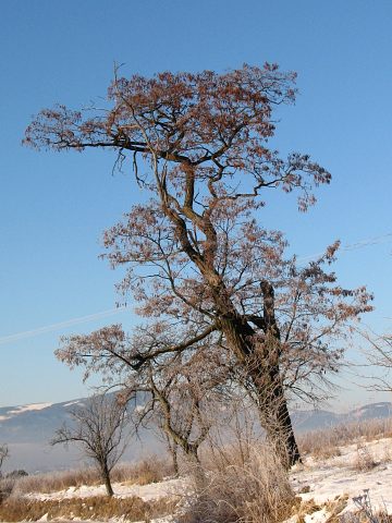 Pokrj robinii akacjowej
