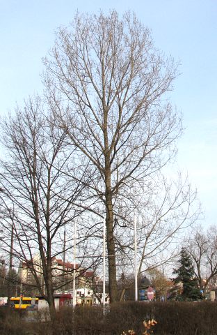 Pokrj topoli NE 42 (Hybrydy 275)