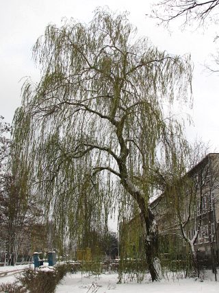 Pokrj wierzby paczcej